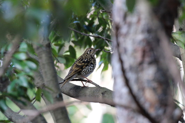 トラツグミ(3)FK3A0938