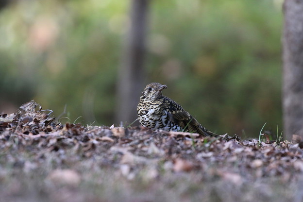 トラツグミ(4)FK3A0923