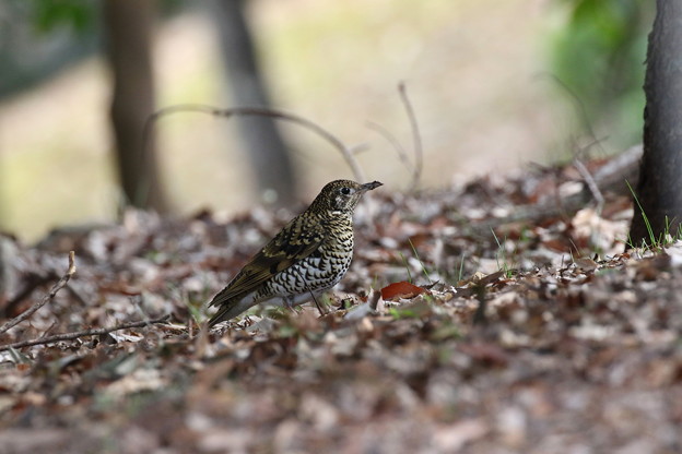 トラツグミ(5)FK3A0981