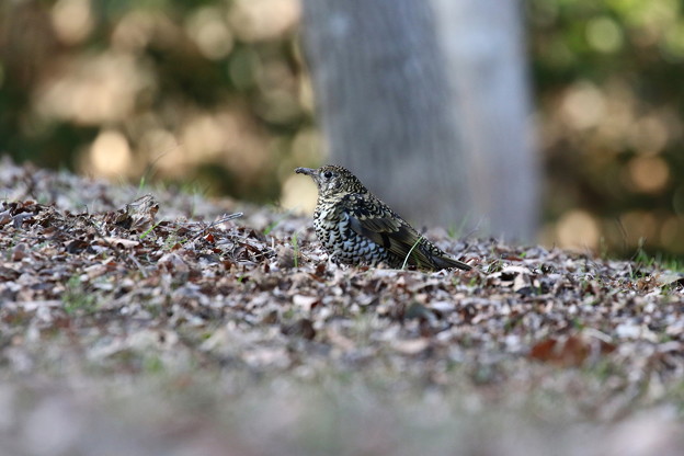 トラツグミ(6)FK3A0921