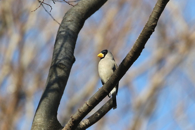 公園のイカル(1)044A0105