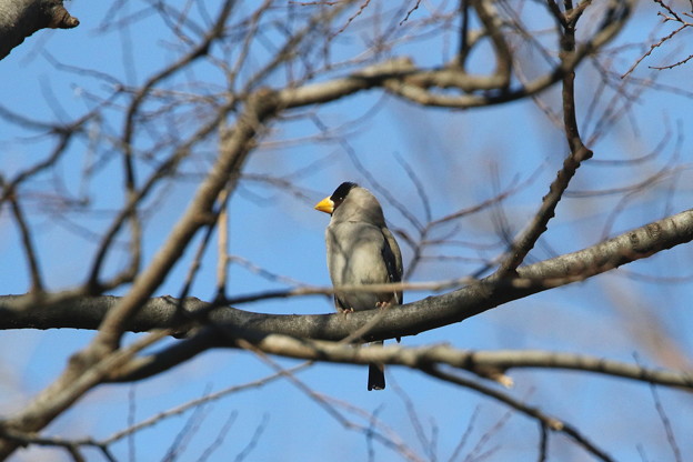 公園のイカル(2)044A0110