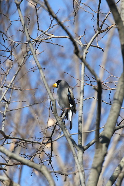 公園のイカル(3)044A0101