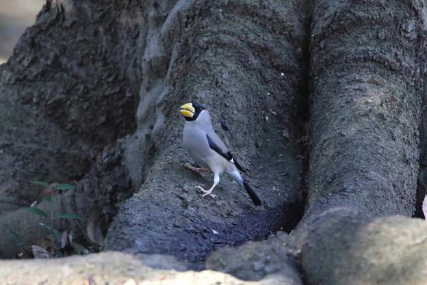 公園のイカル(4)044A0130