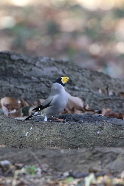 公園のイカル(5)044A0294