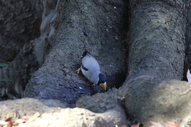 公園のイカル(6)044A0137