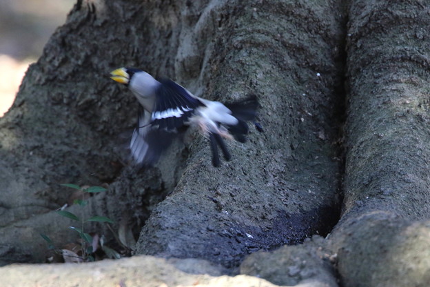 公園のイカル(7)044A0139