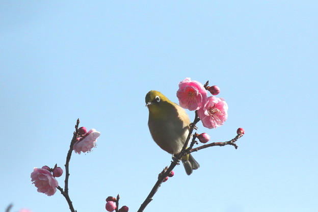 梅メジロ(1)FK3A1019