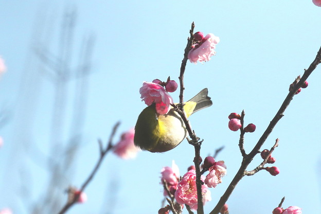 梅メジロ(2)FK3A1023