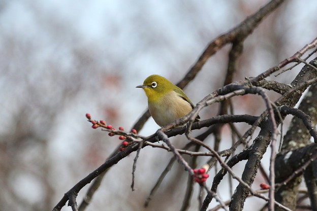 梅メジロ(3)FK3A1073