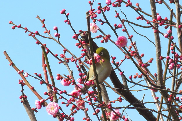 梅メジロ(4)IMG_1367 by ふうさん