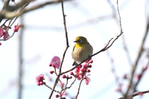 梅メジロ(5)FK3A1035