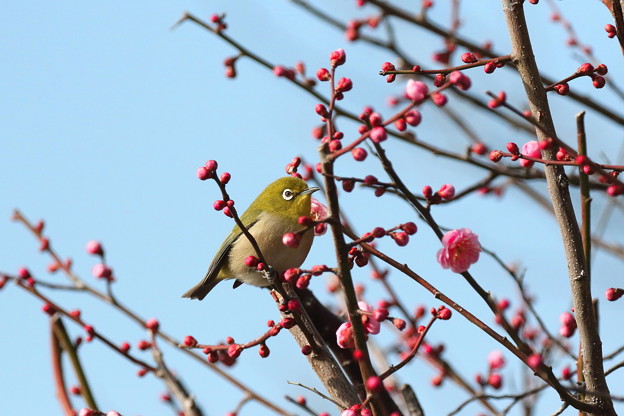 梅メジロ(6)FK3A1084