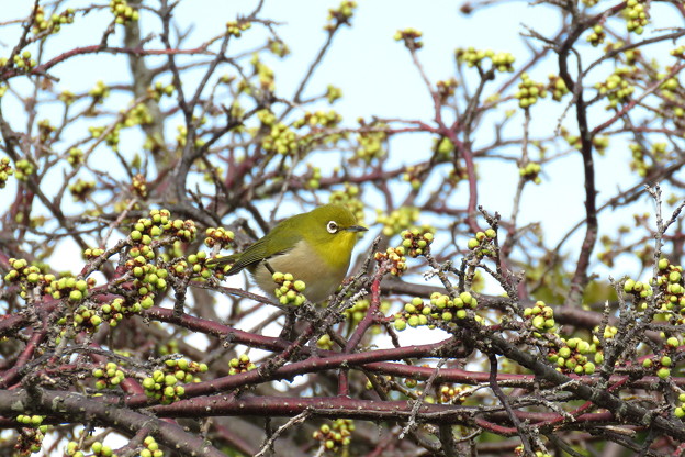 梅メジロ(7)IMG_1375 by ふうさん