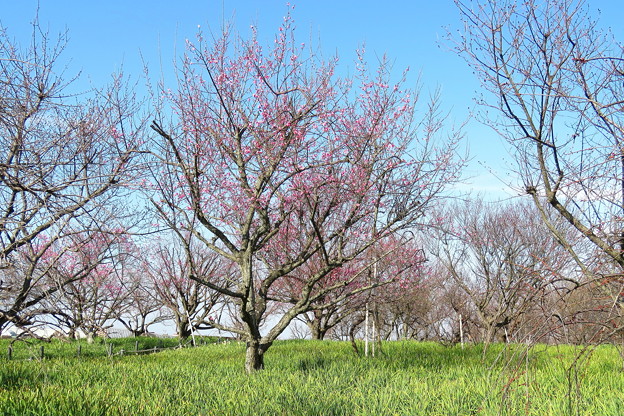 梅林の状況 IMG_1344 by ふうさん