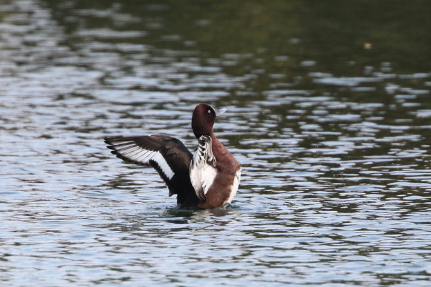 迷鳥のメジロガモ(2)044A0485