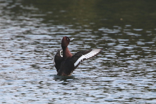 迷鳥のメジロガモ(3)044A0486