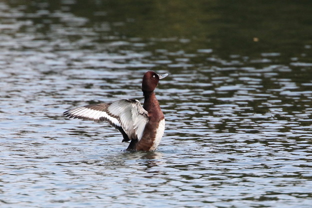迷鳥のメジロガモ(4)044A0487