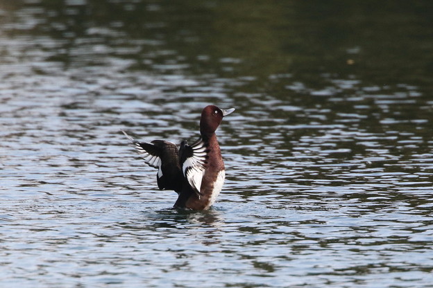 迷鳥のメジロガモ(5)044A0489