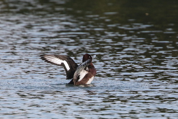 迷鳥のメジロガモ(6)044A0492