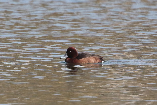 迷鳥のメジロガモ(7)044A0531