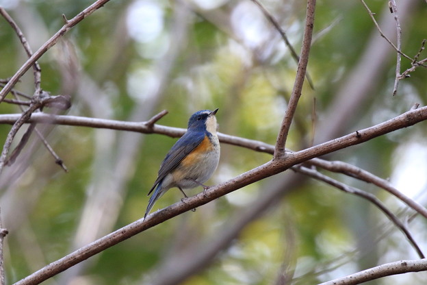 ルリビタキ♂(1)FK3A1792