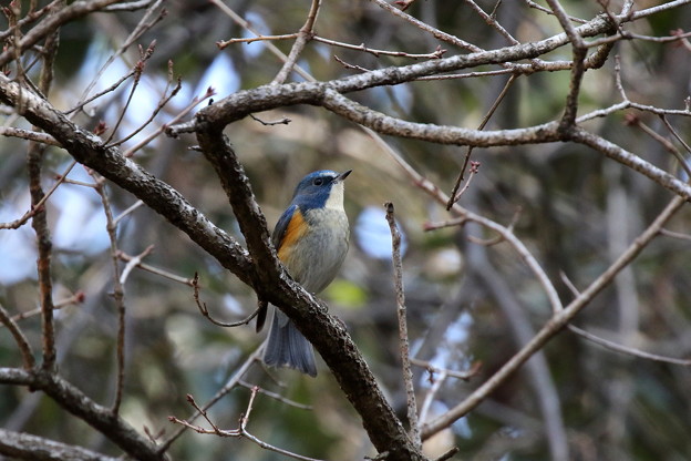 ルリビタキ♂(2)FK3A1778
