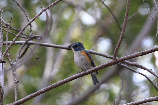 ルリビタキ♂(3)FK3A1788