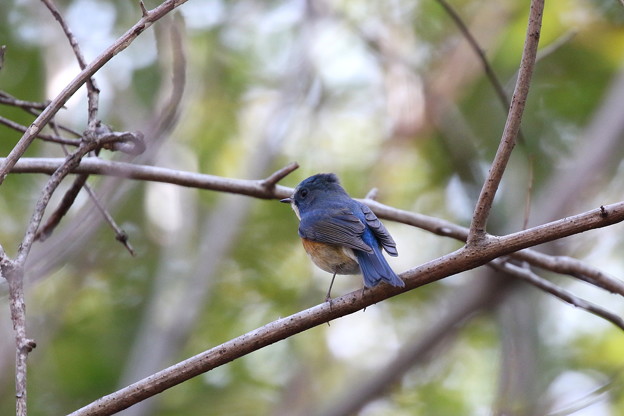 ルリビタキ♂(4)FK3A1786