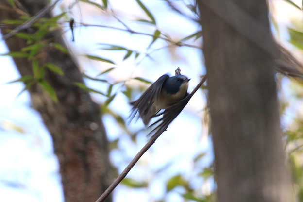 ルリビタキ♂(5)FK3A1783