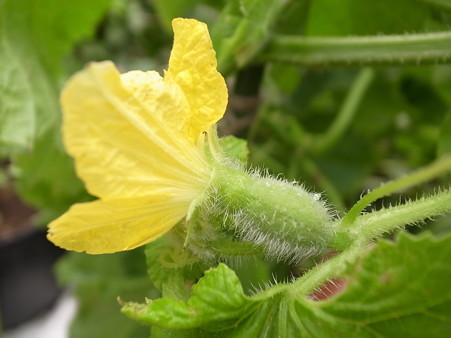 メロン雌花