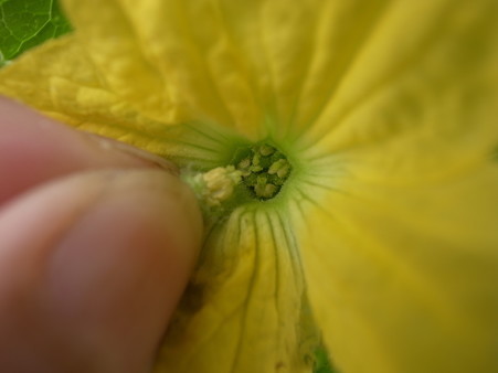 メロン人工授粉