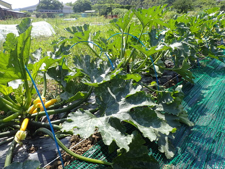 写真: ズッキーニ５