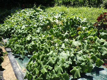 写真: 葉山のほほん９