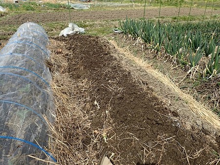 写真: カボチャ２（縮小）