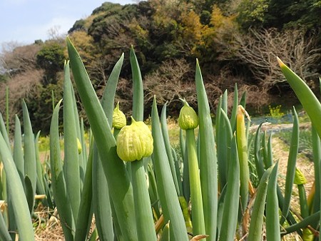 写真: 葉山農園風景２（縮小）