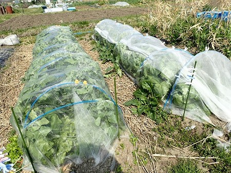 写真: 葉山農園４（縮小）