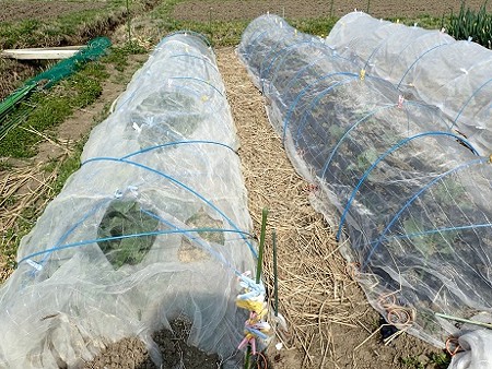 写真: 葉山農園６（縮小）