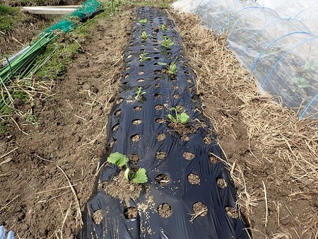 写真: 作業４（縮小）