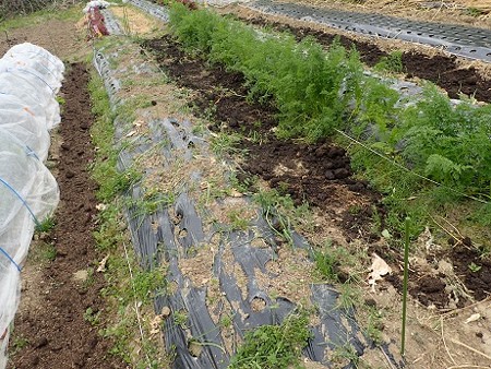 写真: のほほん農園５（縮小）