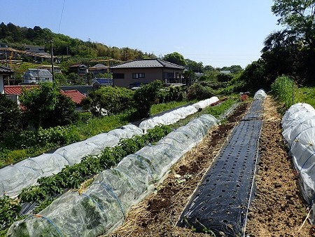 写真: のほほん農園風景１（縮小）