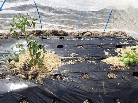 写真: トマト植え付け６（縮小）