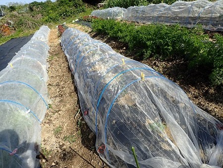 写真: トマト植え付け９（縮小）