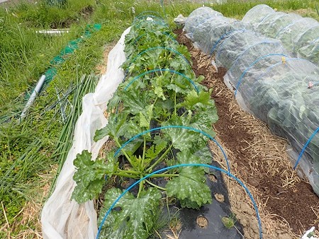 写真: ズッキーニ苗２（縮小）