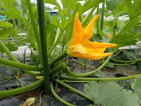 写真: ズッキーニ４（縮小）