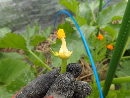 写真: ズッキーニ９（縮小）