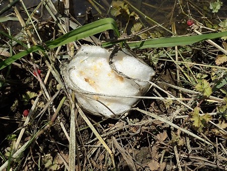 写真: カエルの卵１（縮小）