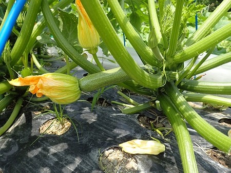 写真: ズッキーニ２（縮小）