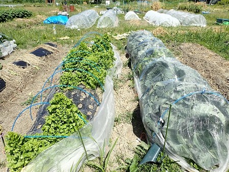 写真: 葉山農園４（縮小）