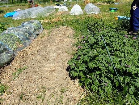 写真: 葉山農園５（縮小）